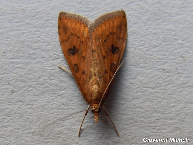 Nycterosea obstipata Geometridae